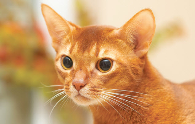 Abyssinian Cat Breed Info