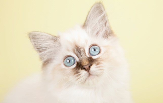 Birman Cat Breed Info