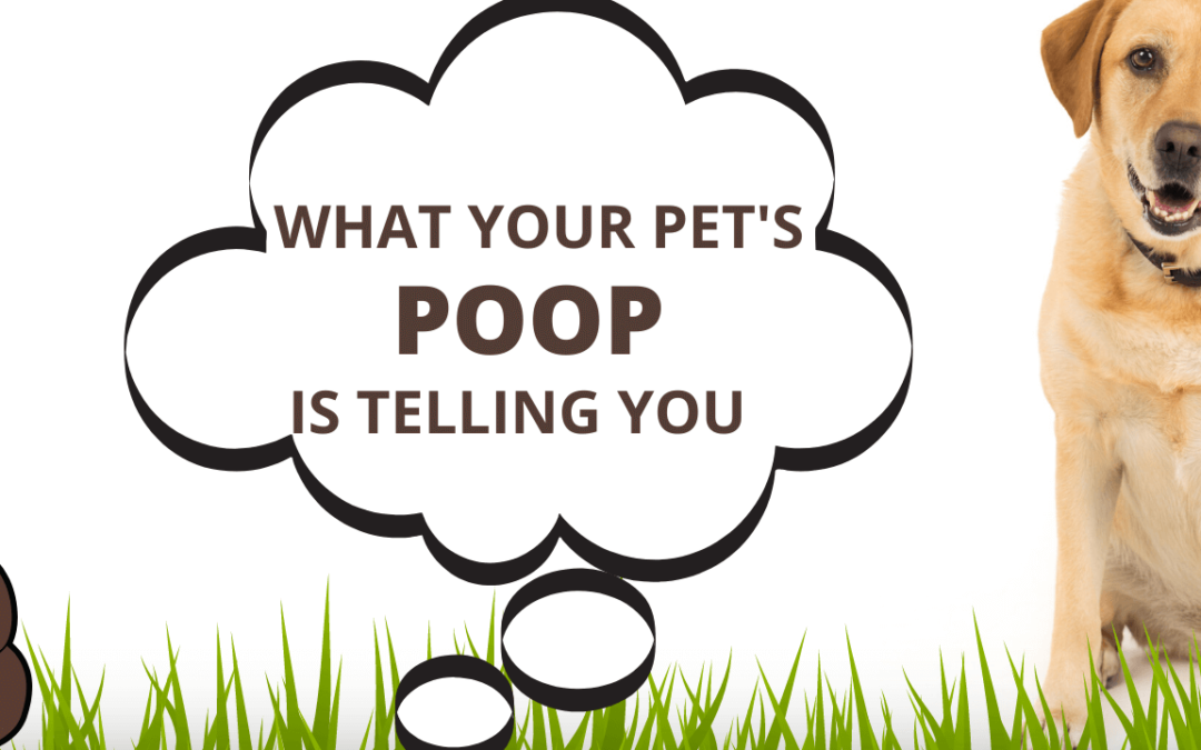 Get the Scoop: What Your Pet’s Poop is Telling You