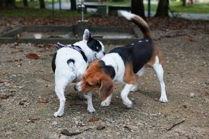 dogs sniffing butts