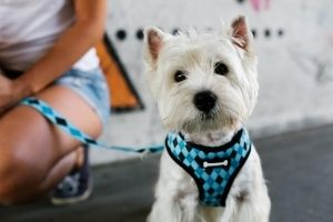 how to choose dog harness