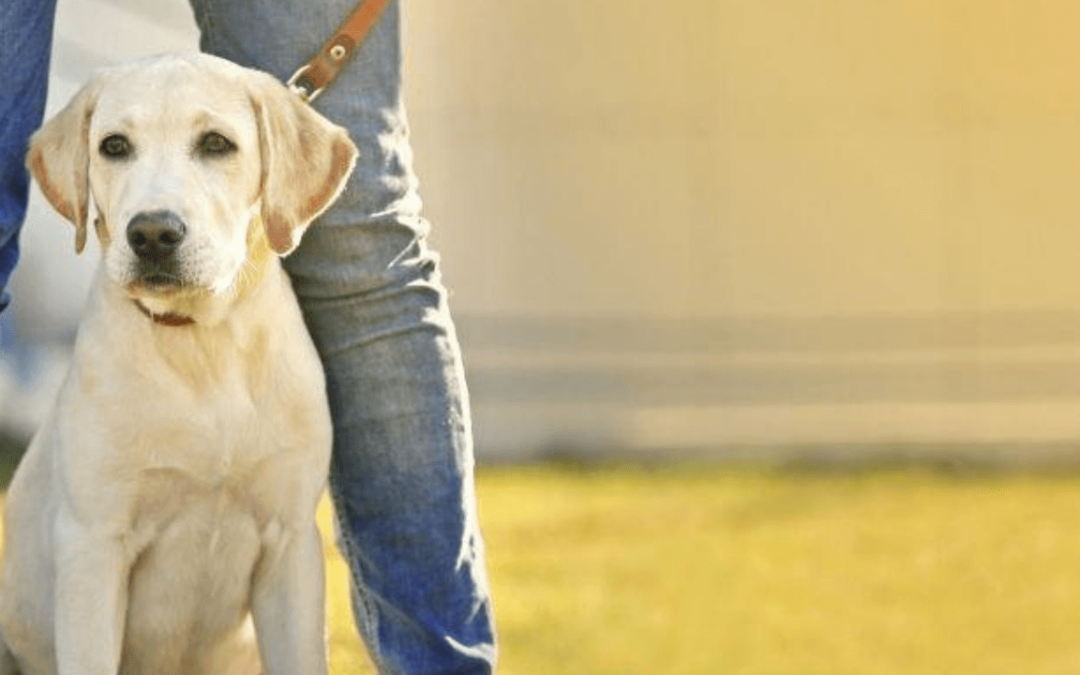 How to Decipher the Leash, Harness, and Collar Code For a Happy Hound