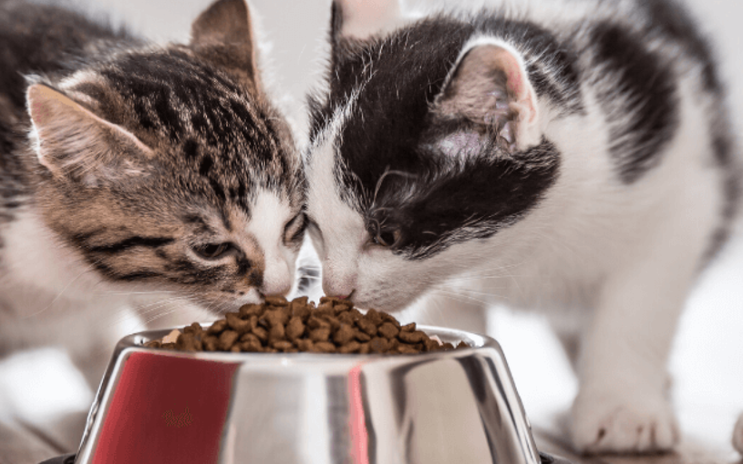 Cat Owners Beware! How to Know What Foods Are Toxic to Felines