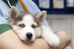 puppy vaccination schedule