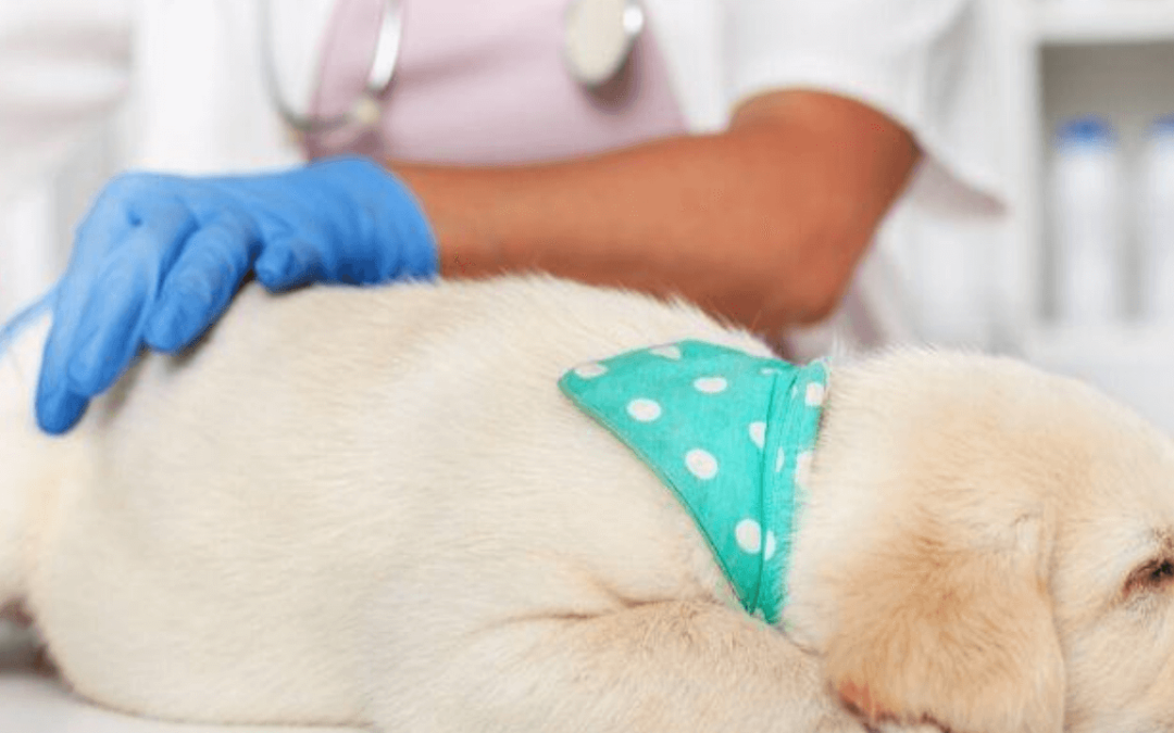 Puppy Vaccination FAQs and The Answers You Need to Know