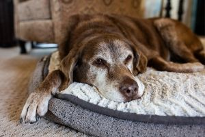 senior dog euthanasia