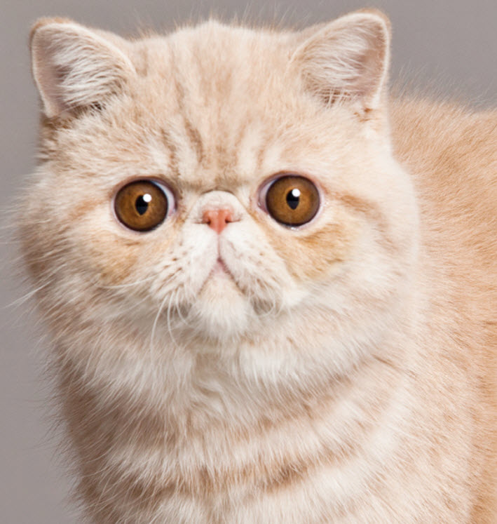 Exotic Shorthair Cat Breed Info