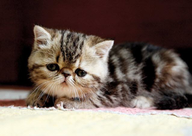 Exotic Shorthair Cat Breed Info