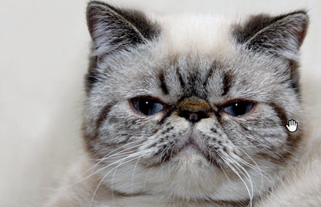 Exotic Shorthair Cat Breed Info