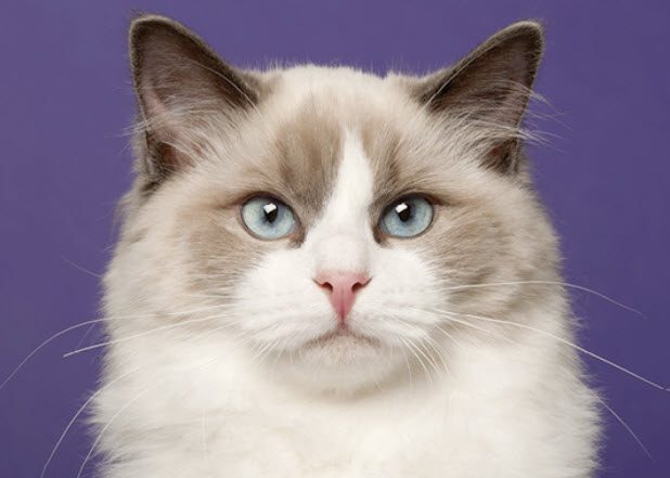 Ragdoll Cat Breed Info