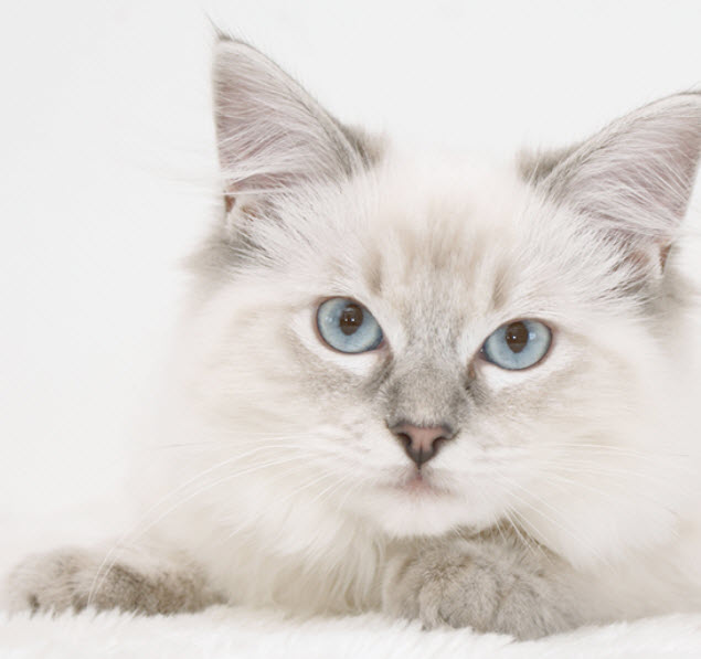 Ragdoll Cat Breed Info