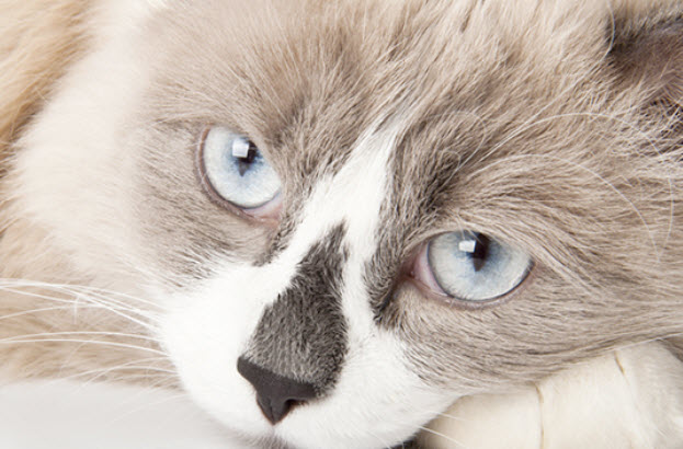 Ragdoll Cat Breed Info