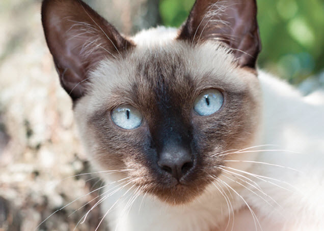 Siamese Cat Breed Info