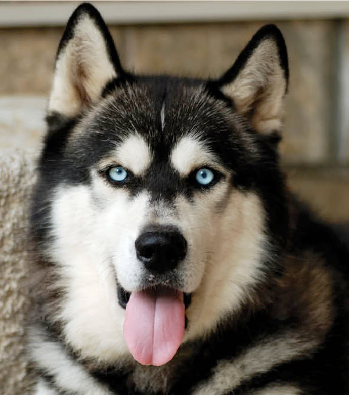 Alaskan Malamute Dog Breed Info