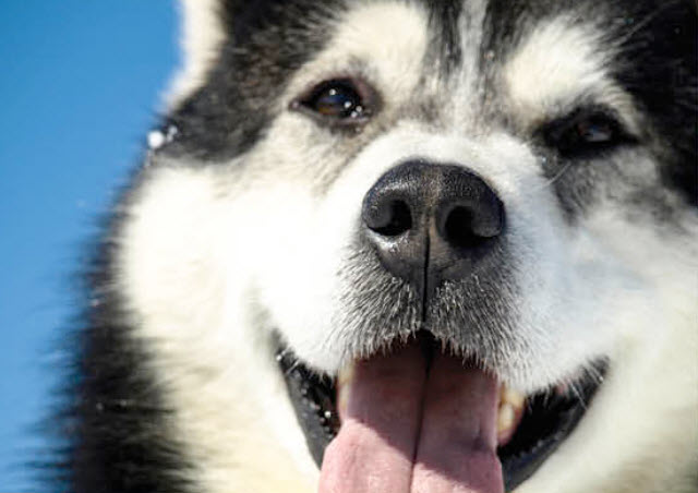 Alaskan Malamute Dog Breed Info