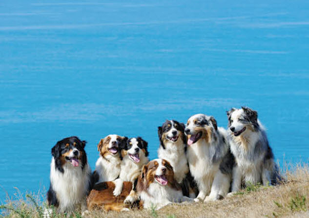 Australian Shepherd Dog Breed Info