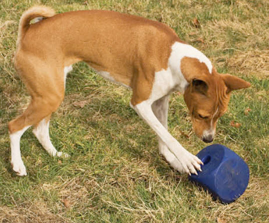 Basenji Dog Breed Info