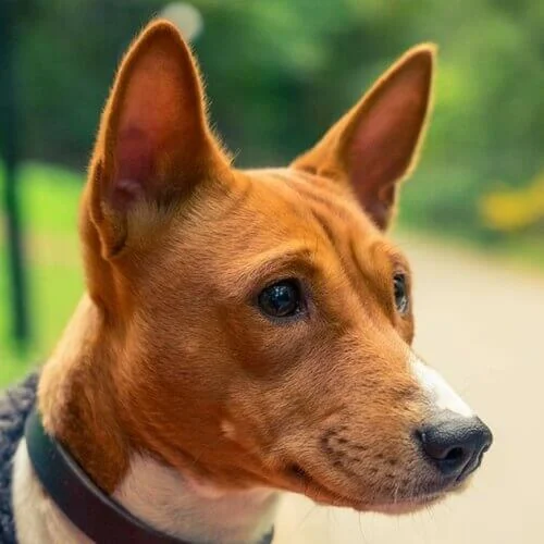 Basenji