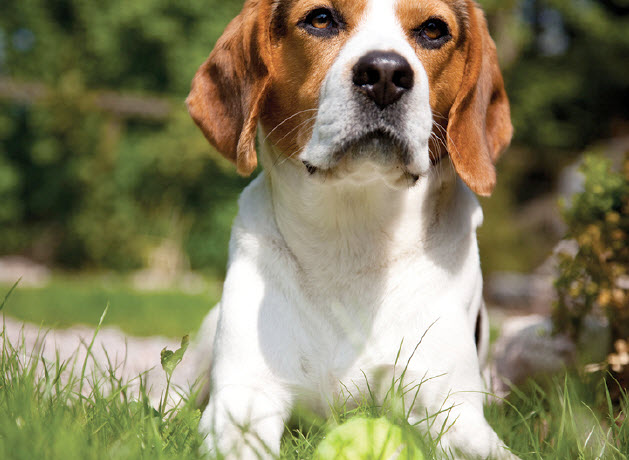 Beagle Dog Breed Info