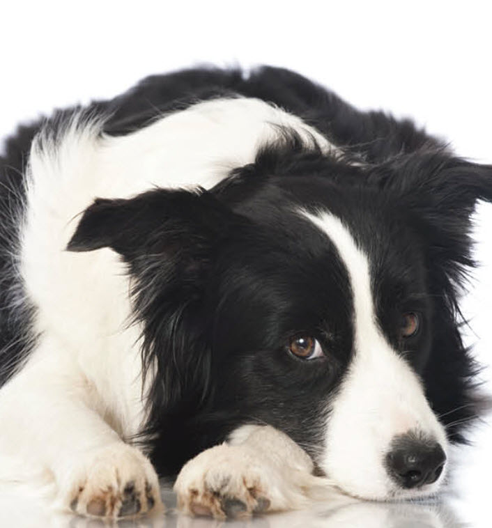 Border Collie Dog Breed Info