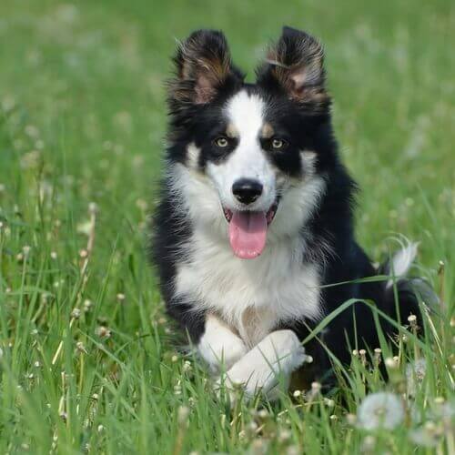 Border Collie