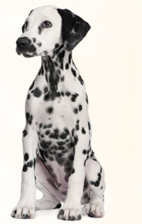 Dalmatian Dog Breed Info