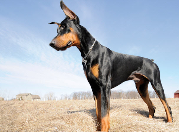 Doberman Pinscher Dog Breed Info