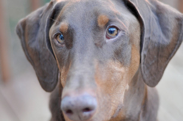 Doberman Pinscher Dog Breed Info