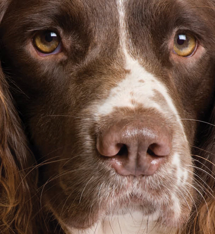 English Springer Spaniel Dog Breed Info