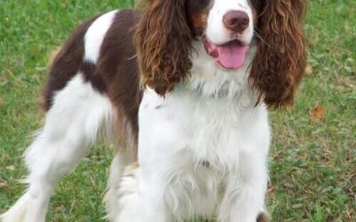 English Springer Spaniel