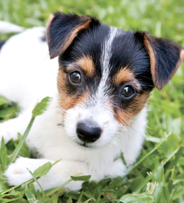 Smooth Fox Terrier Dog Breed Info