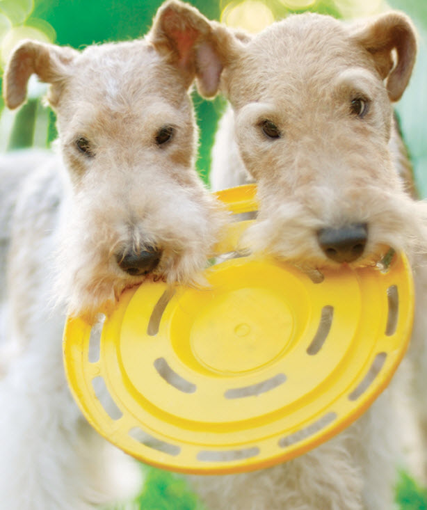 Wire Fox Terrier Dog Breed Info