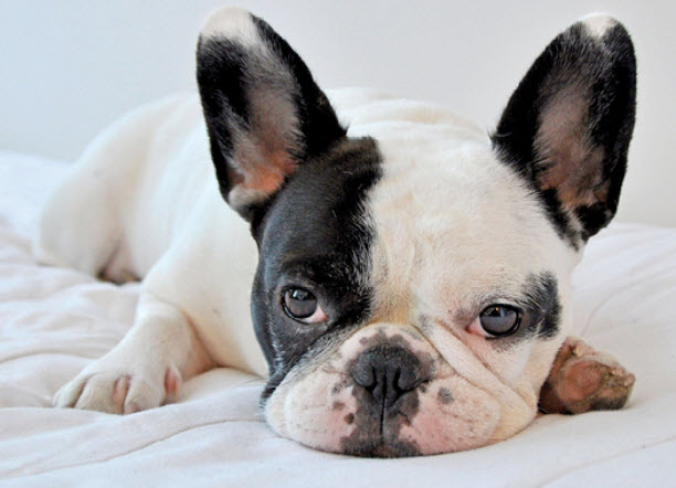 French Bulldog Dog Breed Info