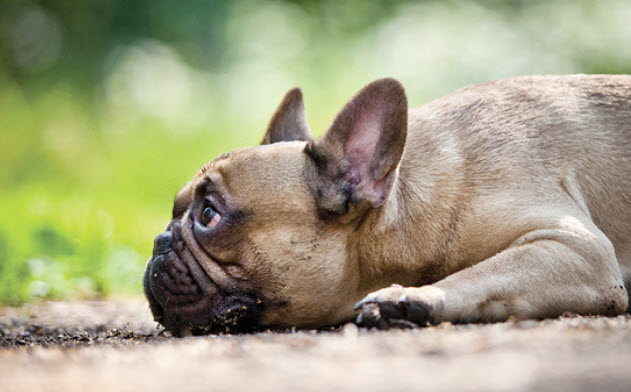 French Bulldog Dog Breed Info