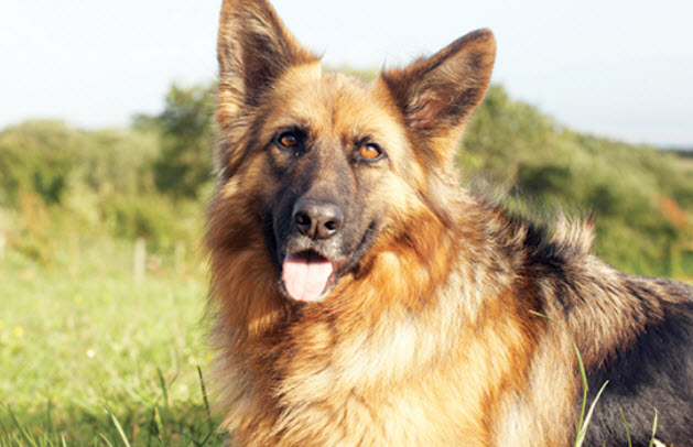 German Shepherd Dog Breed Info