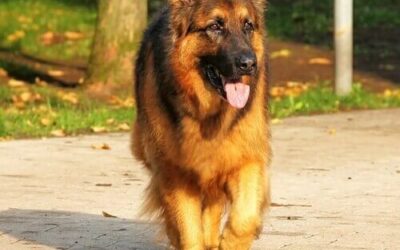 German Shepherd