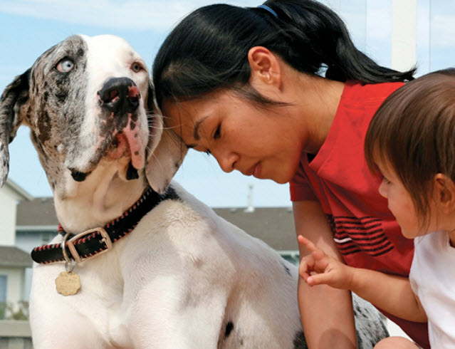 Great Dane Dog Breed Info