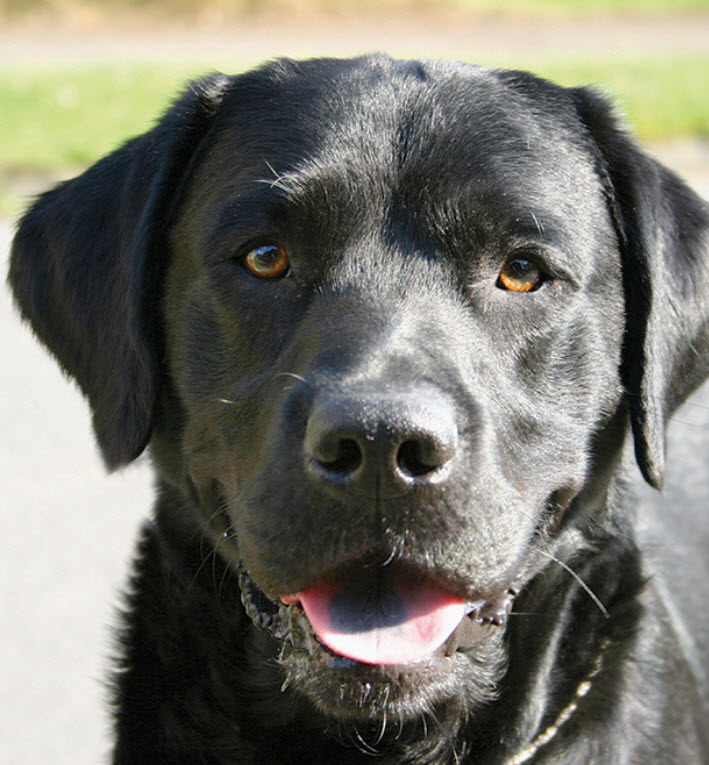 Labrador Retriever Dog Breed Info