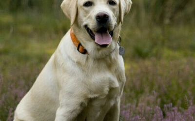 Labrador Retriever