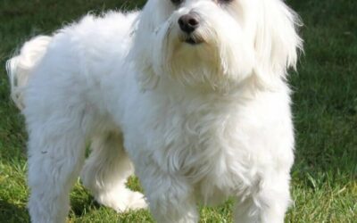 Maltese