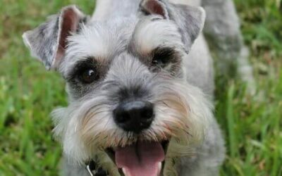 Miniature Schnauzer