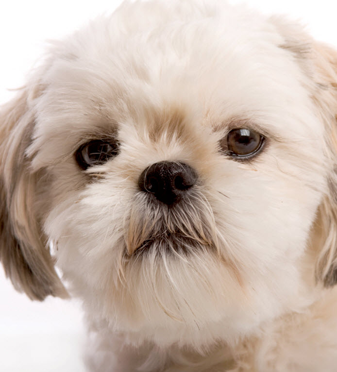 Shih Tzu Dog Breed Info