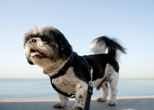 Shih Tzu Dog Breed Info