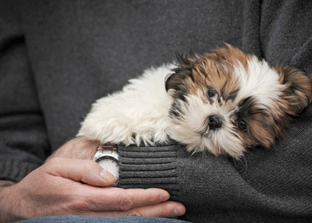 Shih Tzu Dog Breed Info