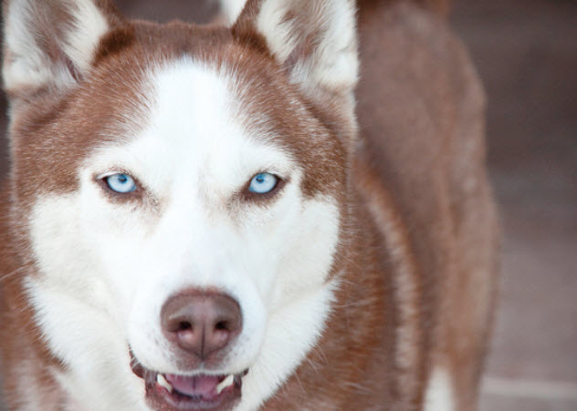 Siberian Husky Dog Breed Info