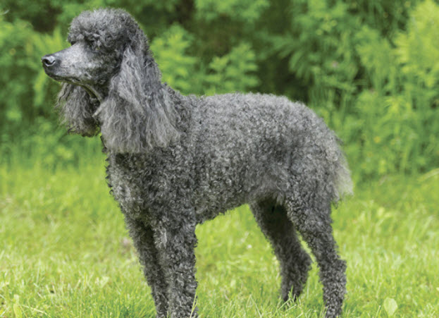 Standard Poodle Dog Breed Info