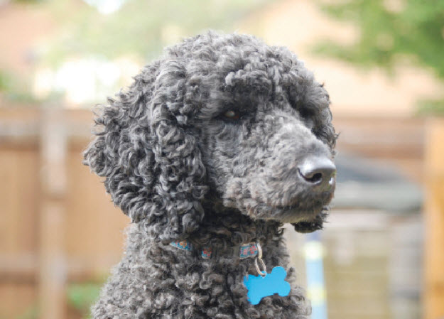 Standard Poodle Dog Breed Info